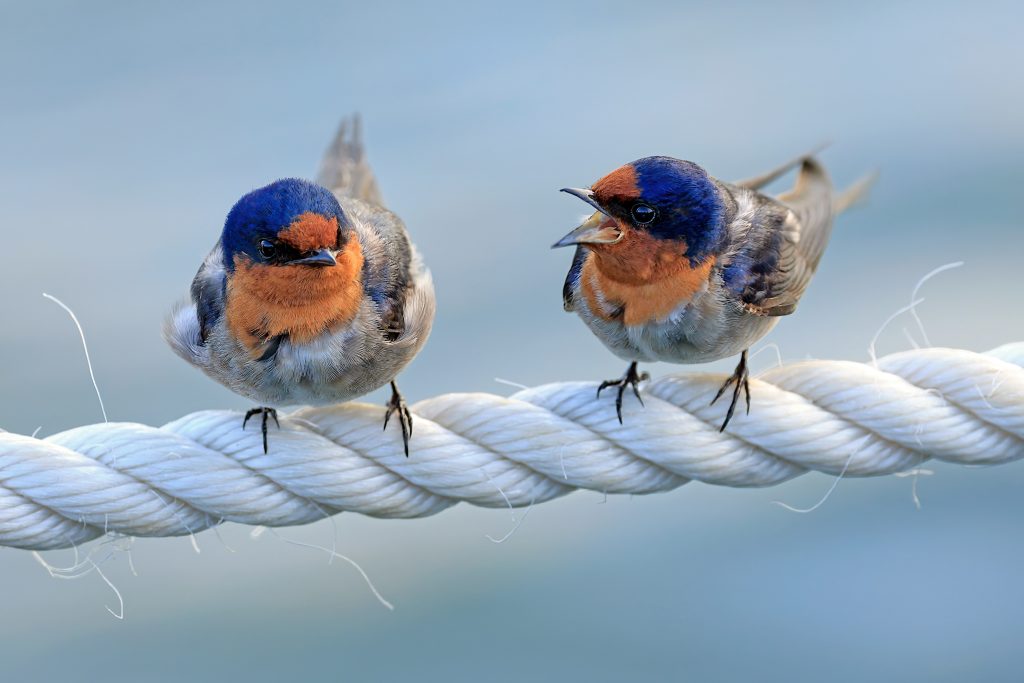 conflict to connection